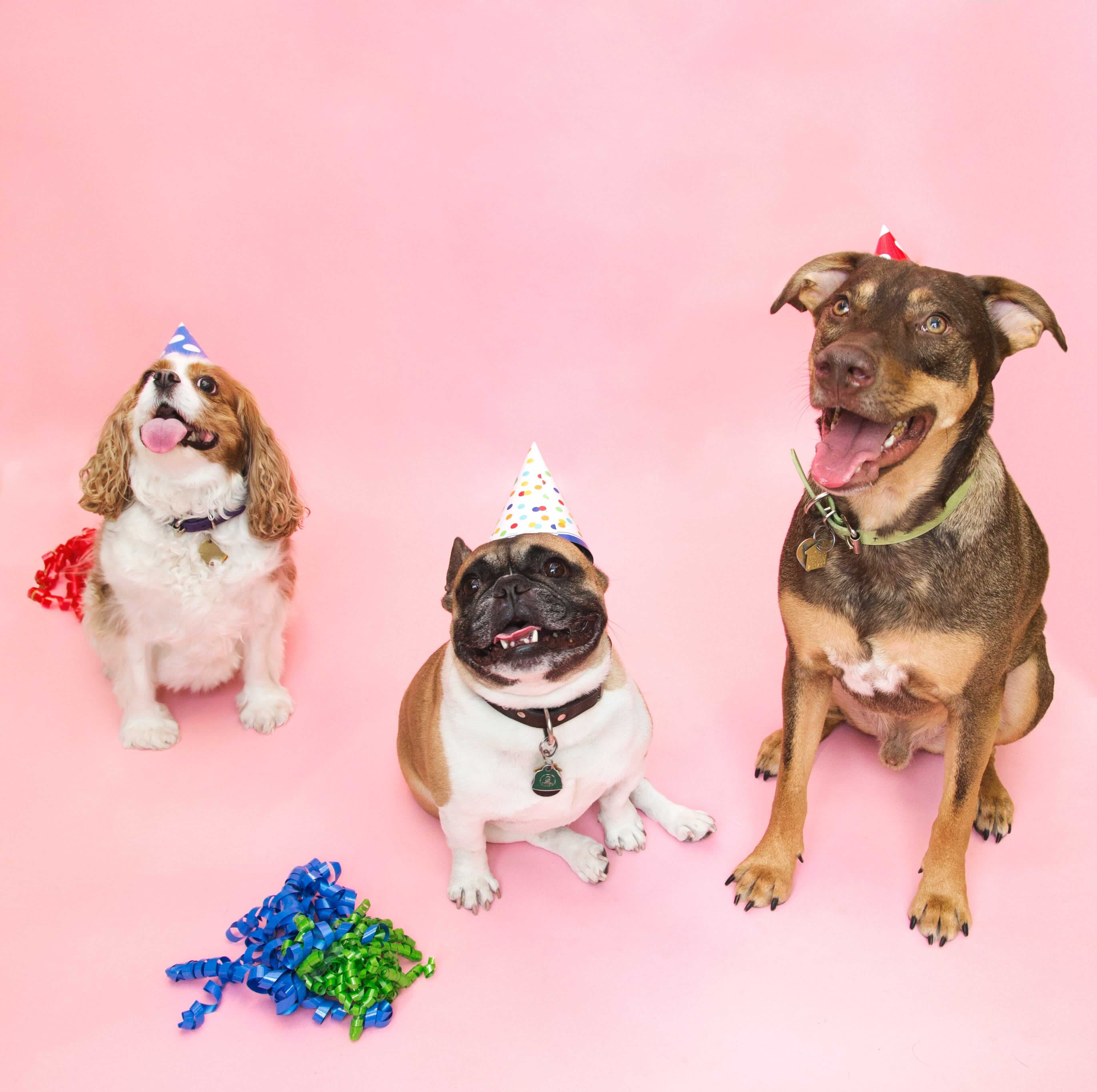 Regalo per Cane